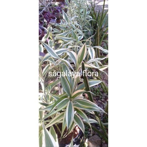 Jual Tanaman Hias Bambu Hoki Variegata Shopee Indonesia