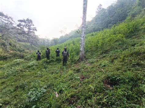 Destruyen 20 Manzanas Con Hoja De Coca En Olancho