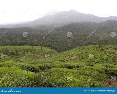 Tea Plantations At Wayanad With Mountain And Clouds On Backgrounds