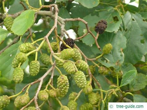 European Alder | Alnus glutinosa