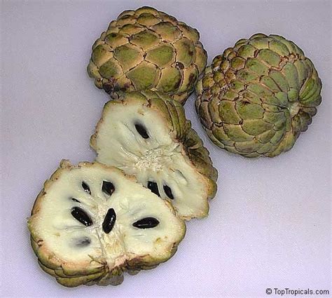 Sugar Apple varieties