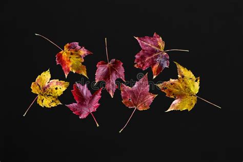 Fall Leaves Isolated on a Black Background Stock Photo - Image of ...