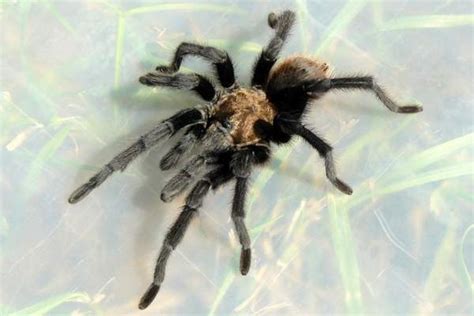 Tarantulas In Arkansas Facts Pictures Info Wildlife Informer