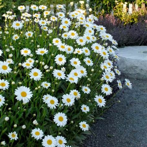 Shasta Daisy - Grasshopper Gardens