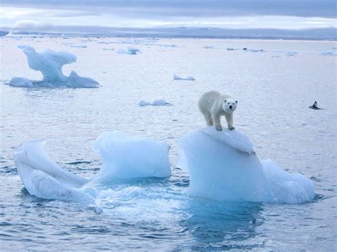 World famous explorer Sir David Hempleman-Adams 'saddened' by melting sea ice in Arctic - The ...