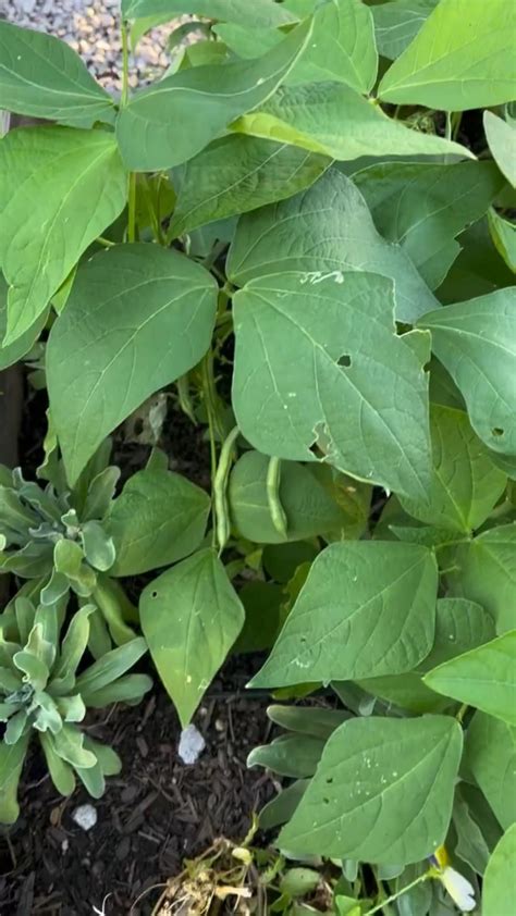 How To Grow Green Beans From Seed Bush Beans Pole Beans Artofit