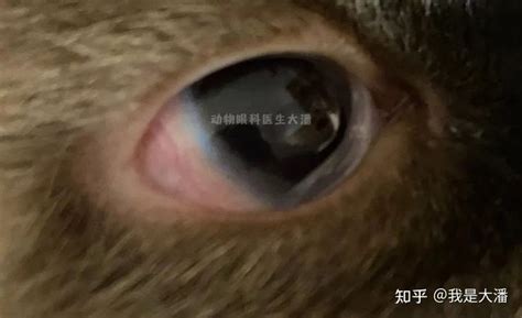 （三亚病例）猫咪眼睛有凸起增生、眼内异物，角膜炎滴药痊愈 知乎