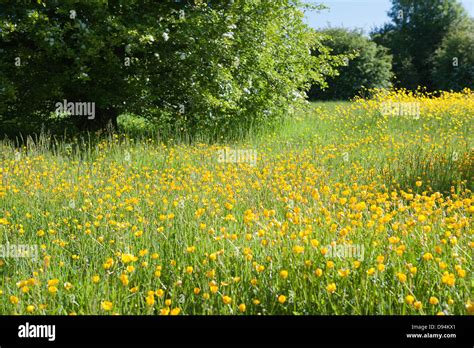 Meadow Of Buttercups Ranunculus Acris Flowers On Chalk Land Soil Stock