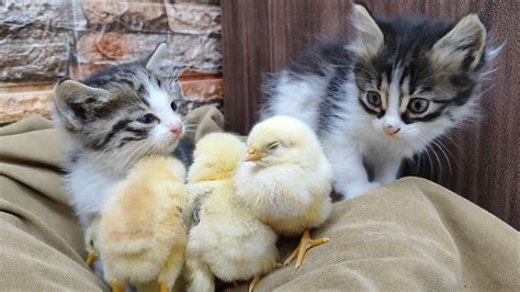 Cute Kittens And Chicks Play Together😍 Youtube