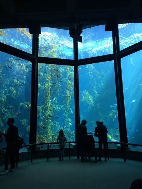 Monterey Bay Aquarium Un Monde Sous Marin Fascinant