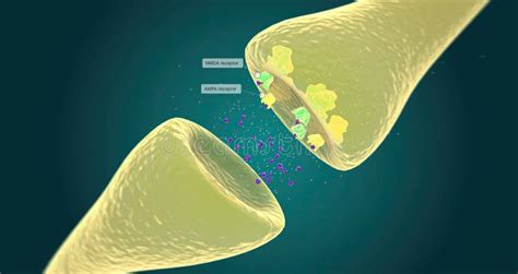 Receptors Pain Stock Illustrations – 317 Receptors Pain Stock ...