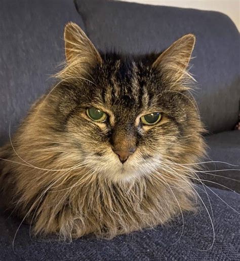 Maine Coon Cat For Adoption In Airdrie Ab Supplies Included Adopt Tommy