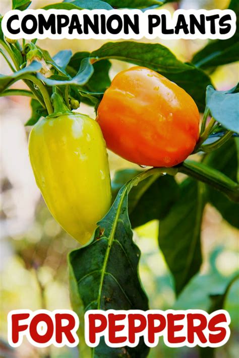 The Best 4 Companion Plants To Grow With Pepper Plants Backyard