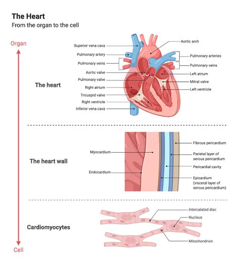 Heart Cell Diagram