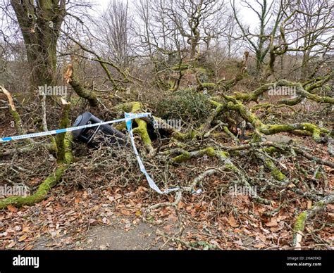 A tree in Ambleside park blown over by Storm Arwen, an extrmely powerful storm that created huge ...