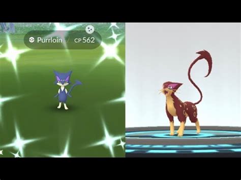 We Caught Shiny Purrloin Pokemon Go Shiny Purrloin Evolves Into Shiny