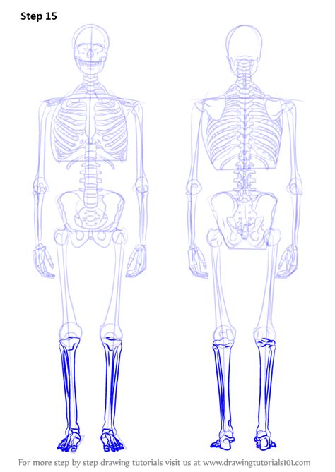 Human Skeletal System Drawing At Paintingvalley Explore