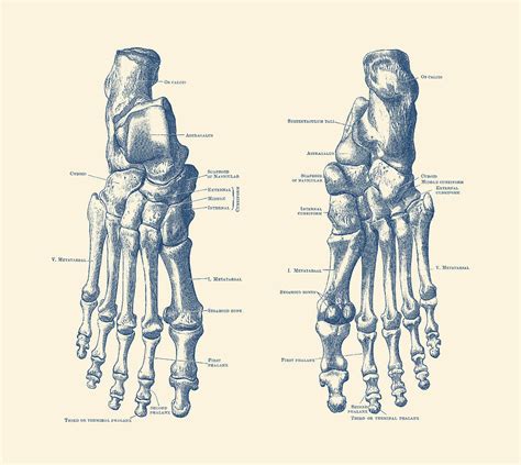 Feet Anatomy Drawing