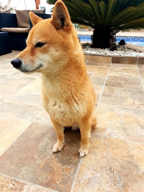 Hermanuko On Twitter Mi Perra Sora La Cazalagartijas Raro Es El D A