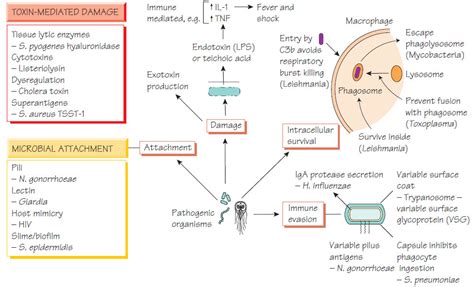 Pathogenicity And Pathogenesis Of Infectious Disease Microbiology