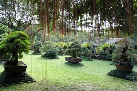 Our Philippine Trees The Bonsai Garden Will Be Lonely