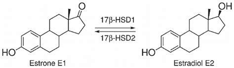 Interconversion Of Estrone E1 And Estradiol E2 Download Scientific Diagram