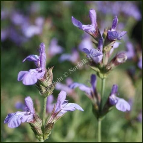 Sage Spanish Or Lavender Leaved Salvia Lavandulifolia Is A Narrow