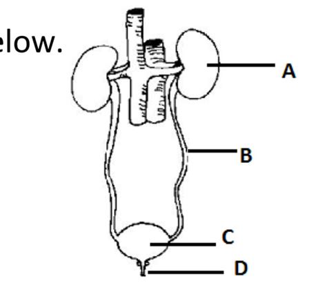 Excretory System Flashcards Quizlet