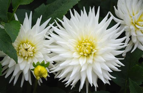 20+ Gambar Bunga Dahlia Putih - Galeri Bunga HD