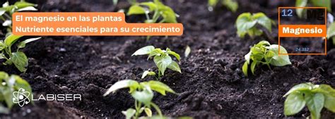 El Papel Del Magnesio En Las Plantas