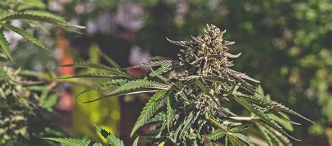 The Best Strains For Enhancing Sexual Experience Canna X Media