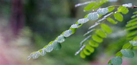 Free Images Tree Water Nature Forest Grass Branch Blossom Dew Leaf Flower Frost Wet