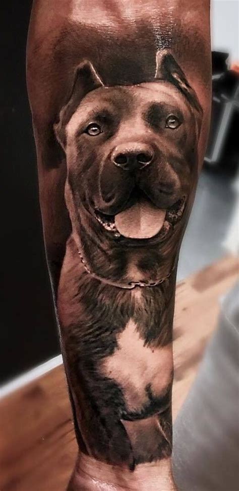 205 Pitbull Tattoos Ideas And Designs 2023 TattoosBoyGirl