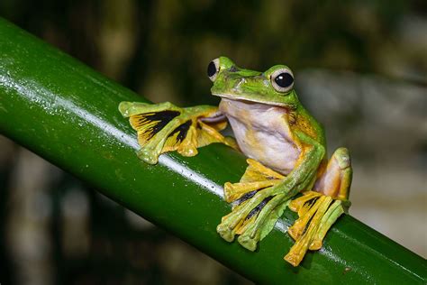 Wallaces Flying Frog Facts Picture Video And In Depth Information