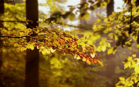 Wallpaper Sunlight Forest Leaves Nature Branch Green Yellow