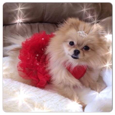 Pomeranian Dog Dress - Pets Lovers