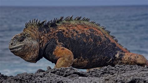 Морская игуана Amblyrhynchus cristatus mertensi Marine I Flickr