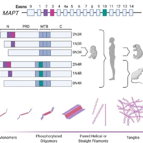 A Schematic Representation Of The Suggested Physiological Roles Of Tau