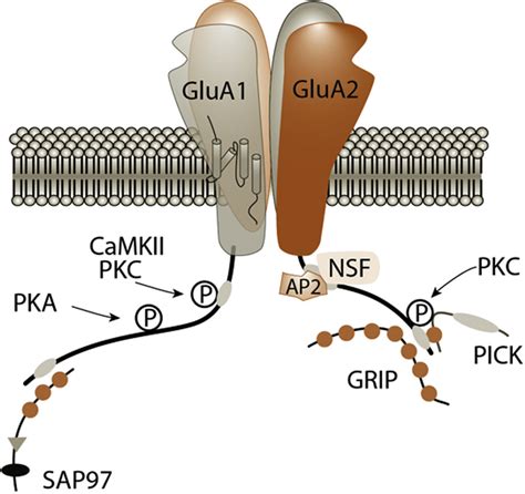 Synaptic Plasticity The Story Of The Ampa Receptor For The Brain