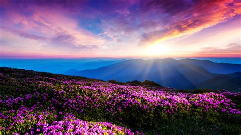 Sfondi Luce Del Sole Paesaggio Montagne Tramonto Fiori Rosa