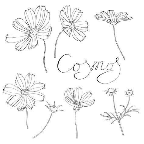 Premium Vector Cosmos Flowers Set Hand Drawn Black Lettering