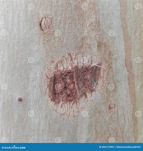 Closeup Of A Tree Huge Crack On It Wood Texture Stock Image Image Of
