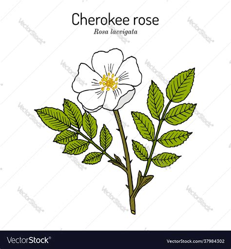 Cherokee Rose Rosa Laevigata Official State Vector Image