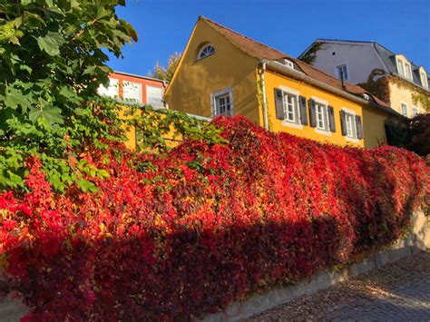 Hochtouren Dresden On Twitter Ein Sonniger Herbsttag Heute In Dresden