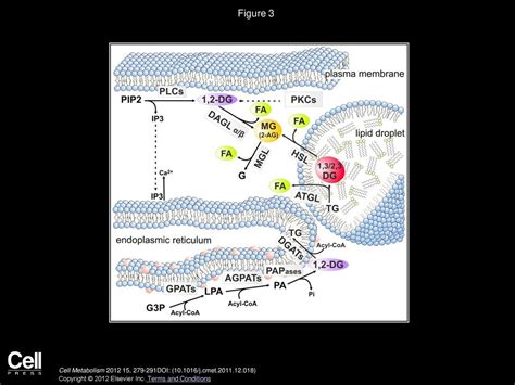 Fat Signals Lipases And Lipolysis In Lipid Metabolism And Signaling