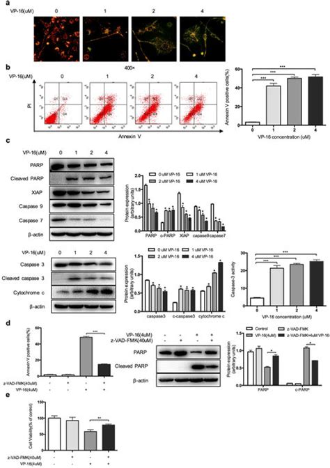 Effect Of Vp 16 On The Induction Of Apoptosis In Lx 2 Cells A Lx 2