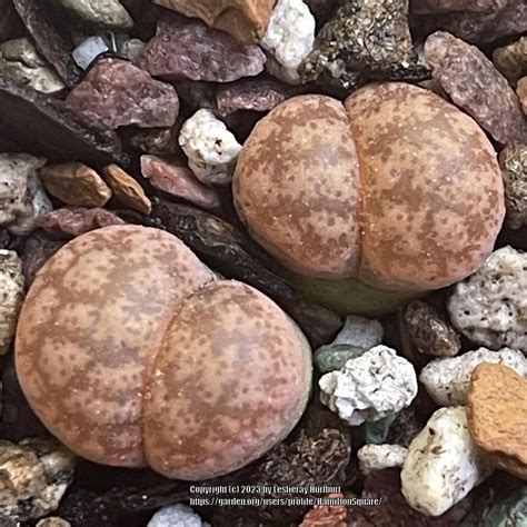 Photo Of The Entire Plant Of Living Stones Lithops Coleorum Posted By