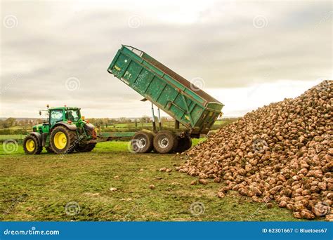 Farmer Emptying Harvested Sugar Cane Into Rail Bins Editorial Photo