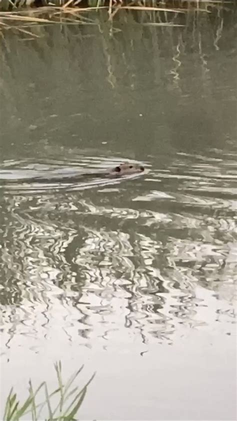 American Beaver From Wetlands Park Friends Las Vegas NV US On