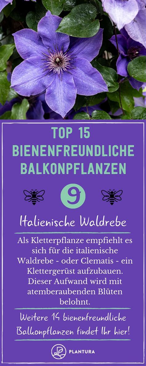 Bienenfreundliche Balkon Pflanzen Lena Achen